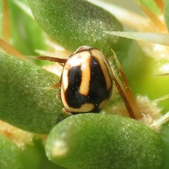 Hyperaspis trifurcata