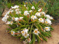 Monilaria chrysoleuca