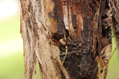 Steatoda nobilis