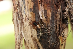 Steatoda nobilis