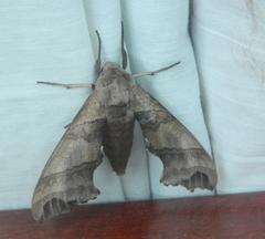 Polyptychoides grayii grayii