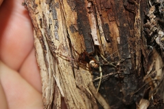 Steatoda nobilis