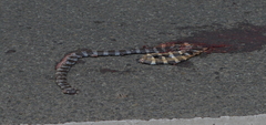 Laticauda laticaudata
