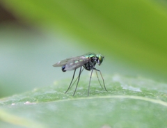 Condylostylus longicornis