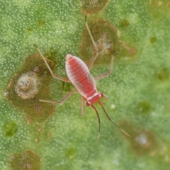 Hesperolabops gelastops