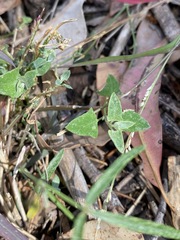 Chenopodium trigonon stellulatum
