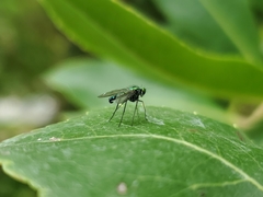 Condylostylus longicornis