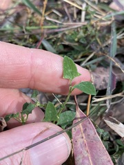 Chenopodium trigonon stellulatum