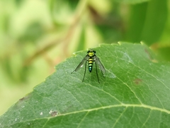 Condylostylus longicornis