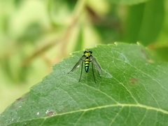 Condylostylus longicornis