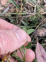 Chenopodium trigonon stellulatum