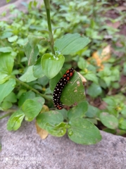 Polytela gloriosae