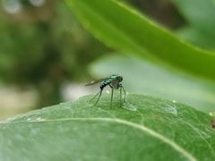 Condylostylus longicornis