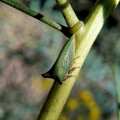 Sextius virescens
