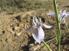 Moraea algoensis