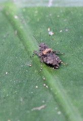 Thoradonta bengalensis