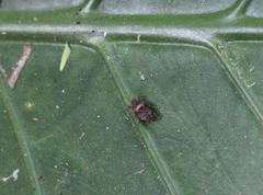 Thoradonta bengalensis