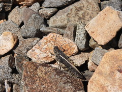 Cratypedes lateritius