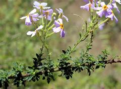 Jamesbrittenia grandiflora