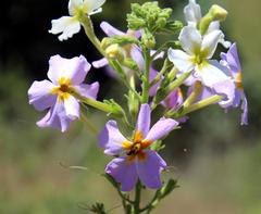 Jamesbrittenia grandiflora