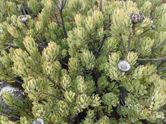 Protea venusta