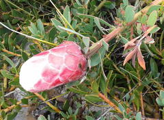 Protea venusta