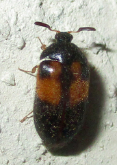 Attagenus rufiventris