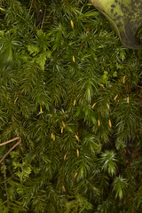 Pyrrhobryum paramattense