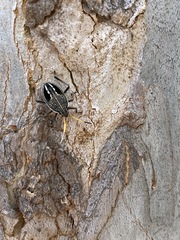 Poecilometis strigatus