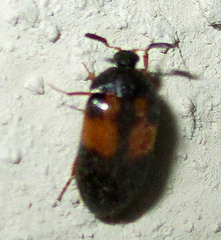 Attagenus rufiventris