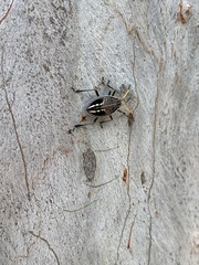 Poecilometis strigatus