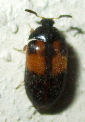 Attagenus rufiventris