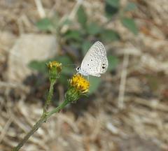 Hemiargus ceraunus astenidas