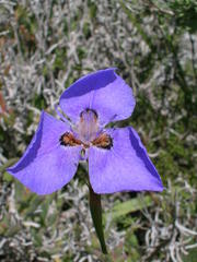 Moraea calcicola