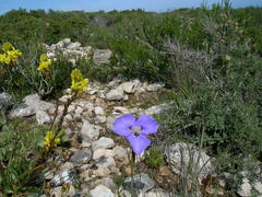 Moraea calcicola