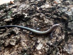 Panaspis wahlbergii