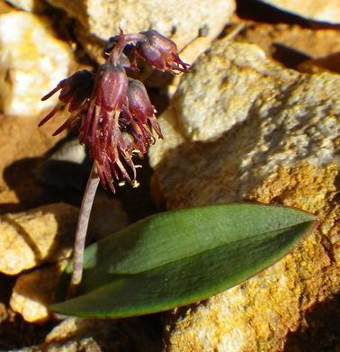 Aurus Viooltjie (Lachenalia nordenstamii)