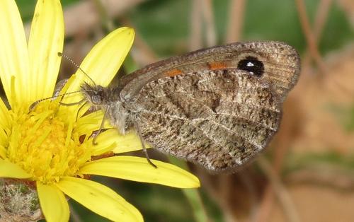 False Silver-bottom Brown
