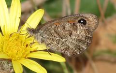 Pseudonympha magoides