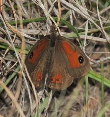 Pseudonympha magoides