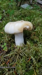 Russula crassotunicata