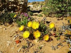 Cephalophyllum numeesense