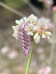 Strymon melinus