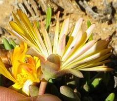 Cephalophyllum numeesense