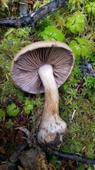 Cortinarius riederi