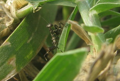Odontomantis