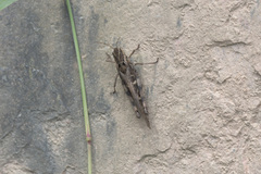 Gastrimargus marmoratus