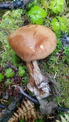 Cortinarius riederi
