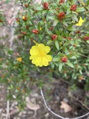 Hibbertia bracteata