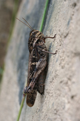 Gastrimargus marmoratus